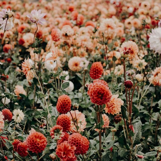 Blomster i varme farger